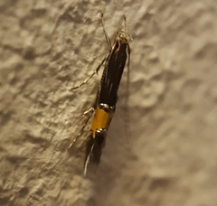 Cosmopterix