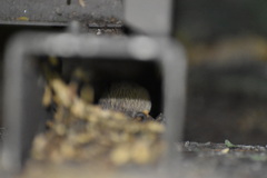 Chaetodipus penicillatus