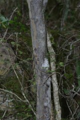 Ochna arborea