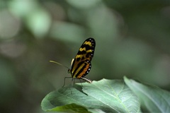 Mechanitis lysimnia utemaia