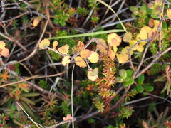 Betula nana