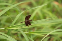 Neurothemis fluctuans