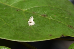 Ricaniidae