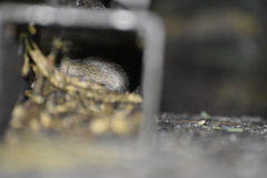 Chaetodipus penicillatus