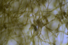 Ectocarpus siliculosus