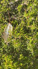 Polyzosteria mitchelli