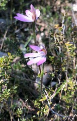 Caladenia fuscata