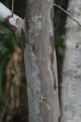Ochna arborea
