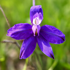 Delphinium consolida