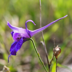Delphinium consolida