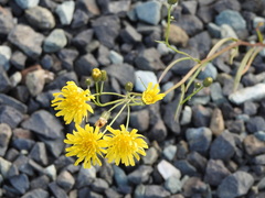 Crepis
