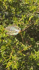 Polyzosteria mitchelli