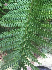 Polystichum aculeatum