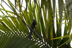 Crypsirina temia