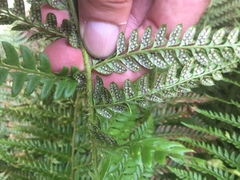 Polystichum aculeatum