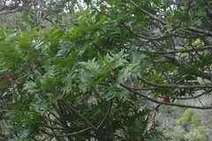 Harpephyllum caffrum