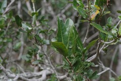Ochna arborea