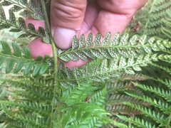Polystichum aculeatum