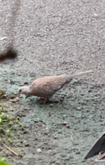 Streptopelia chinensis