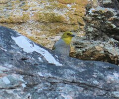 Pycnonotus xantholaemus