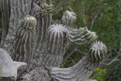 Euphorbia polygona