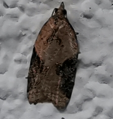 Acleris laterana
