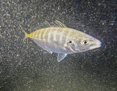 Pseudocaranx georgianus