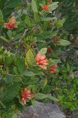 Burchellia bubalina