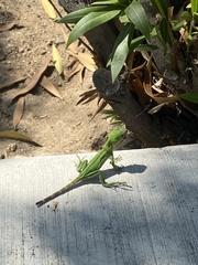 Ctenosaura hemilopha