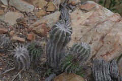 Euphorbia polygona