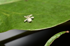 Ricaniidae
