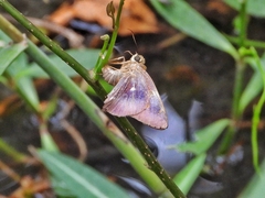 Hasora badra