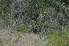 Osteospermum junceum