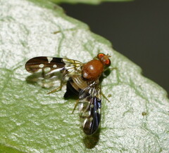 Dirioxa pornia