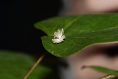 Ricaniidae