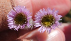 Erigeron borealis