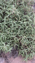 Ambrosia ambrosioides