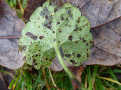 Puccinia glechomatis