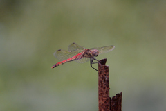 Sympetrum frequens