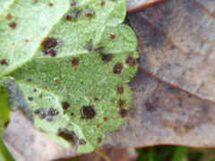 Puccinia glechomatis
