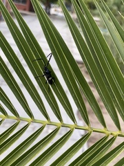 Lissonotus flavocinctus