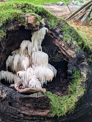 Hericium americanum