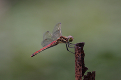 Sympetrum frequens