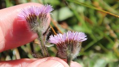 Erigeron borealis