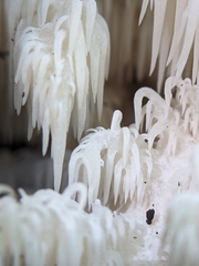 Hericium americanum