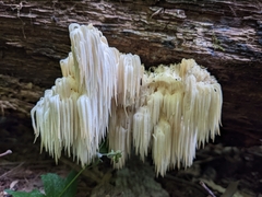 Hericium americanum