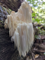 Hericium americanum