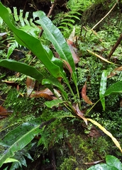 Elaphoglossum