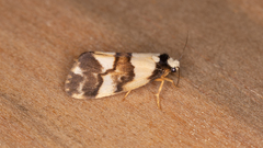 Philenora aspectalella