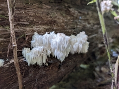 Hericium americanum